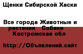 Щенки Сибирской Хаски - Все города Животные и растения » Собаки   . Костромская обл.